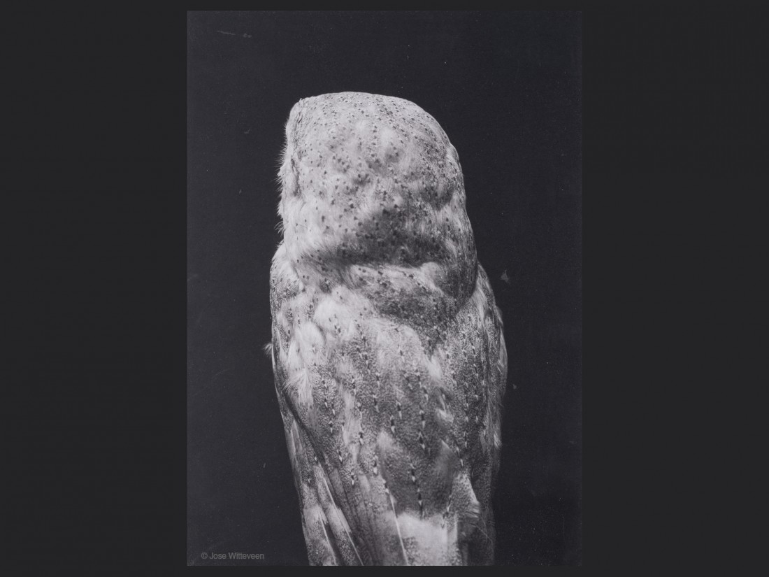 © Jose Witteveen